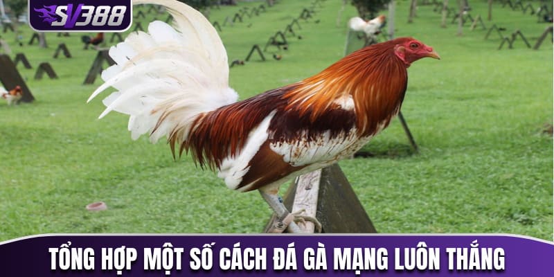 Tổng hợp một vài cách đá gà mạng luôn thắng 
